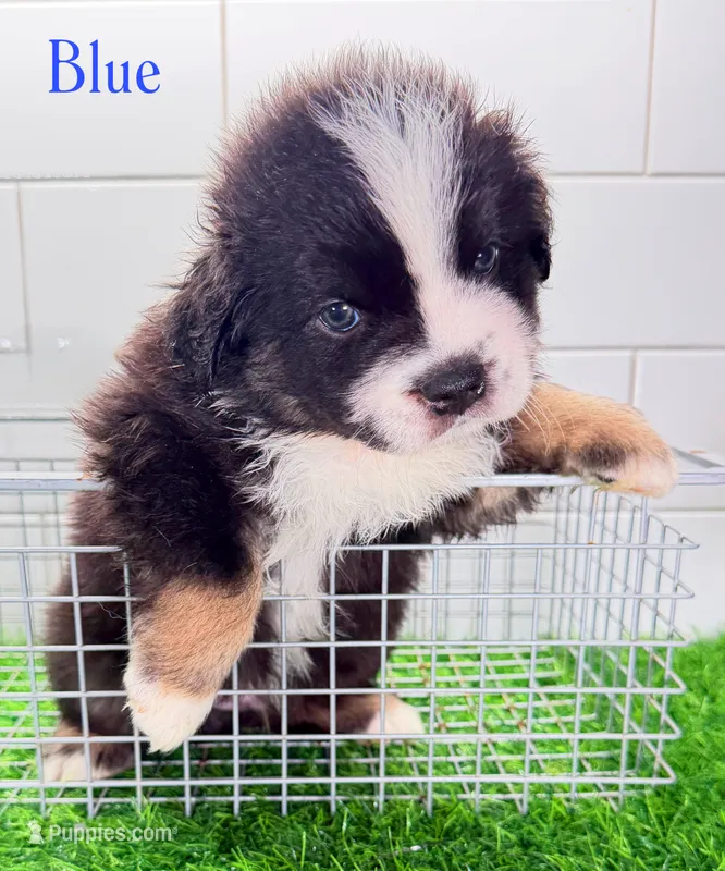 BlueBoy – Miniature Australian Shepherd puppy for sale in Newberry, FL