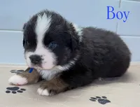 BlueBoy, a male Miniature Australian Shepherd for sale in Newberry, FL – 2 of 4
