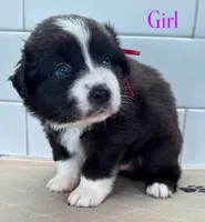 Pinky, a female Miniature Australian Shepherd for sale in Newberry, FL – 5 of 5