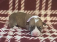 Abigail’s crew, a male Pembroke Welsh Corgi for sale in El Campo, TX – Photo 1 of 10