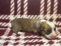 Abigail’s crew, a male Pembroke Welsh Corgi for sale in El Campo, TX – Photo 2 of 10