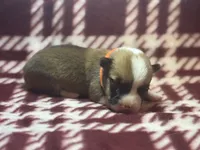 Abigail’s crew, a male Pembroke Welsh Corgi for sale in El Campo, TX – Photo 3 of 10