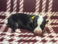 Abigail’s crew, a male Pembroke Welsh Corgi for sale in El Campo, TX – Photo 7 of 10