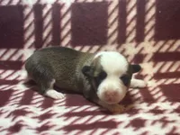 Abigail’s crew, a male Pembroke Welsh Corgi for sale in El Campo, TX – Photo 8 of 10