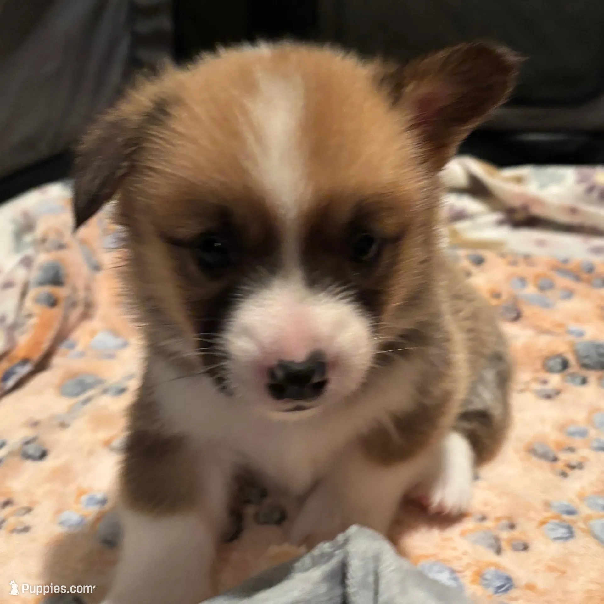 Green boy, a male Pembroke Welsh Corgi for sale in El Campo, TX – Photo 2 of 2
