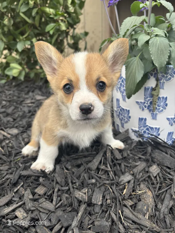 Red boy – Pembroke Welsh Corgi puppy for sale in El Campo, TX