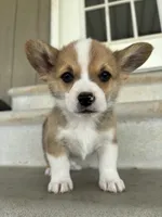 Red boy, a male Pembroke Welsh Corgi for sale in El Campo, TX – Photo 1 of 2