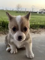 Red boy, a male Pembroke Welsh Corgi for sale in El Campo, TX – Photo 2 of 2