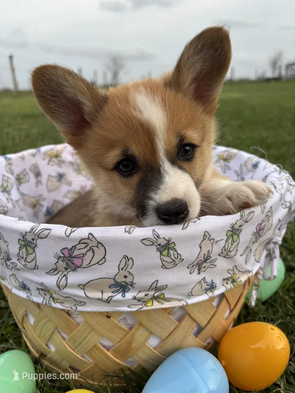 Orange boy  – Pembroke Welsh Corgi puppy for sale in El Campo, TX