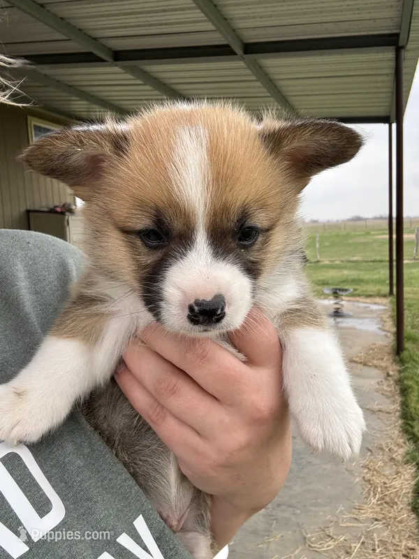 Orange boy , a male Pembroke Welsh Corgi for sale in El Campo, TX – Photo 1 of 2