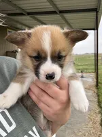 Orange boy , a male Pembroke Welsh Corgi for sale in El Campo, TX – Photo 1 of 2