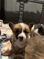 Orange boy , a male Pembroke Welsh Corgi for sale in El Campo, TX – Photo 2 of 2