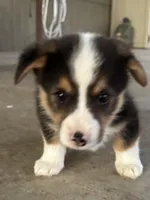 Yellow boy, a male Pembroke Welsh Corgi for sale in El Campo, TX – Photo 2 of 3