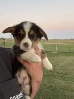 Yellow boy, a male Pembroke Welsh Corgi for sale in El Campo, TX – Photo 1 of 3