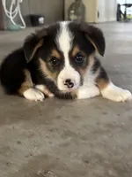 Yellow boy, a male Pembroke Welsh Corgi for sale in El Campo, TX – Photo 3 of 3
