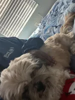 Big mama, a female Maltese and Shih Tzu for sale in Tampa, FL – Photo 6 of 10