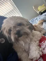 Big mama, a female Maltese and Shih Tzu for sale in Tampa, FL – Photo 2 of 10