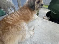 Big mama, a female Maltese and Shih Tzu for sale in Tampa, FL – Photo 8 of 10