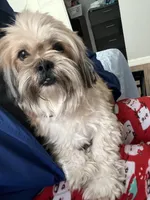 Big mama, a female Maltese and Shih Tzu for sale in Tampa, FL – Photo 4 of 10