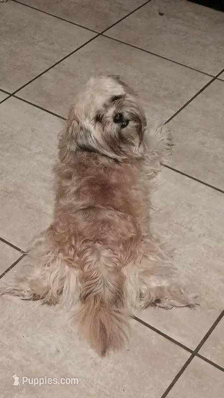 Big mama – Maltese, Shih Tzu puppy for sale in Tampa, FL