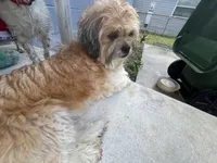 Big mama, a female Maltese and Shih Tzu for sale in Tampa, FL – Photo 9 of 10