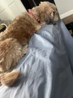 Big mama, a female Maltese and Shih Tzu for sale in Tampa, FL – Photo 7 of 10