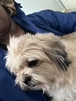 Big mama, a female Maltese and Shih Tzu for sale in Tampa, FL – Photo 5 of 10