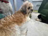 Big mama, a female Maltese and Shih Tzu for sale in Tampa, FL – Photo 10 of 10