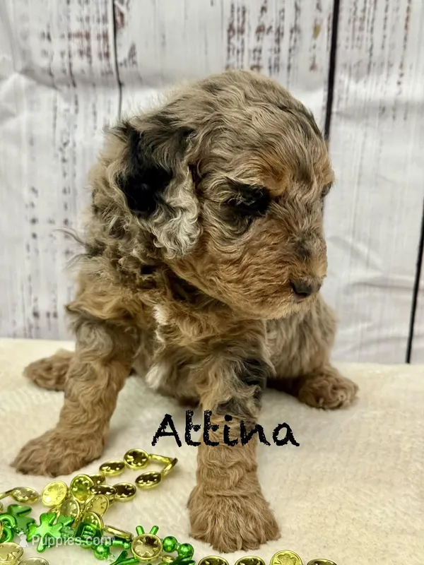 Attina  – Miniature Goldendoodle puppy for sale in Gilbert, AZ
