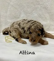 Attina , a female Miniature Goldendoodle for sale in Gilbert, AZ – Photo 2 of 5