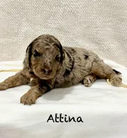 Attina , a female Miniature Goldendoodle for sale in Gilbert, AZ – Photo 3 of 5