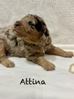 Attina , a female Miniature Goldendoodle for sale in Gilbert, AZ – Photo 4 of 5