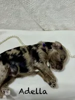 Adella, a female Miniature Goldendoodle for sale in Gilbert, AZ – Photo 2 of 4