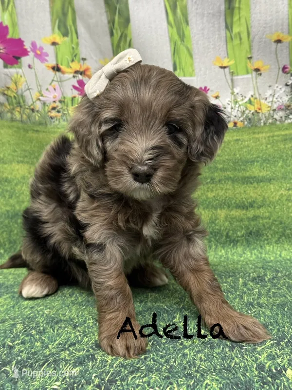 Adella – Miniature Goldendoodle puppy for sale in Gilbert, AZ