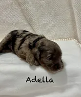 Adella, a female Miniature Goldendoodle for sale in Gilbert, AZ – Photo 4 of 4