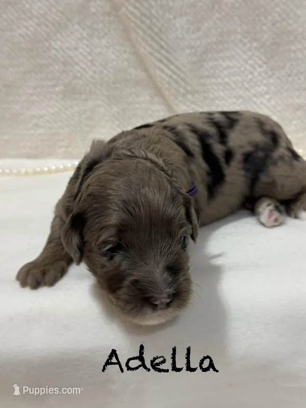 Adella – Miniature Goldendoodle puppy for sale in Gilbert, AZ
