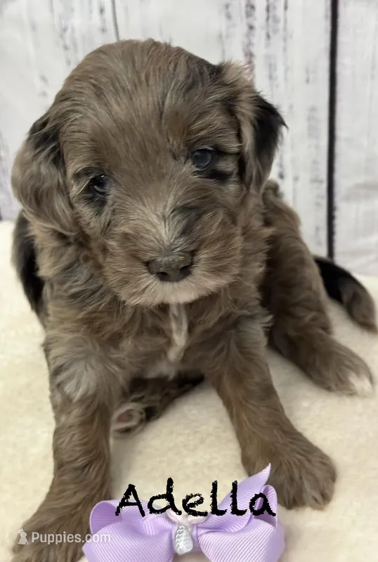 Adella – Miniature Goldendoodle puppy for sale in Gilbert, AZ