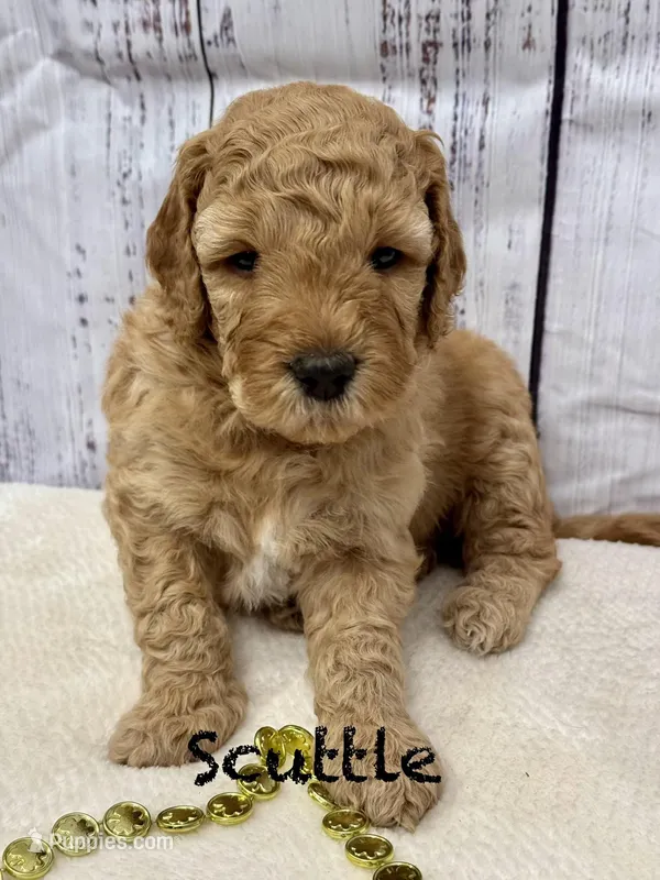 Scuttle  – Miniature Goldendoodle puppy for sale in Gilbert, AZ