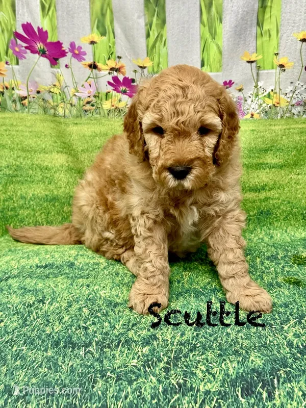 Scuttle  – Miniature Goldendoodle puppy for sale in Gilbert, AZ