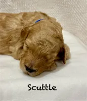 Scuttle , a female Miniature Goldendoodle for sale in Gilbert, AZ – Photo 2 of 4