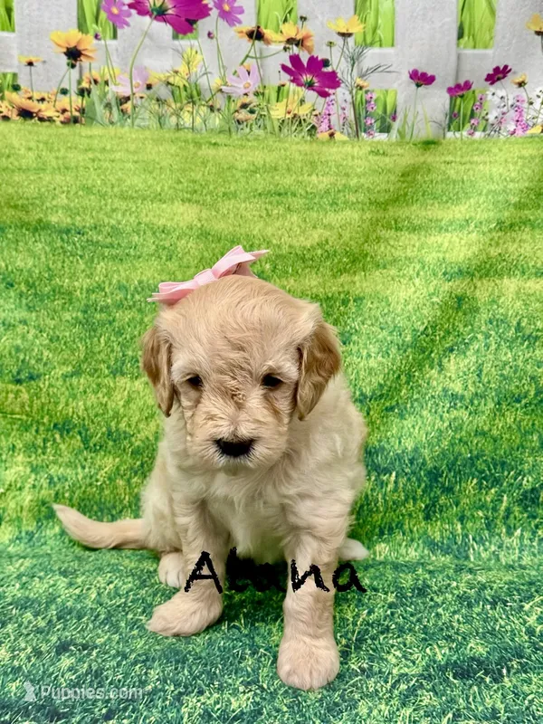 Alana – Miniature Goldendoodle puppy for sale in Gilbert, AZ