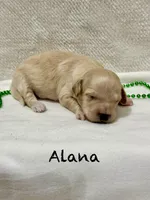 Alana, a female Miniature Goldendoodle for sale in Gilbert, AZ – Photo 4 of 5