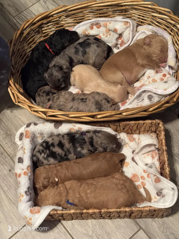 Alana – Miniature Goldendoodle puppy for sale in Gilbert, AZ