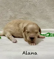 Alana, a female Miniature Goldendoodle for sale in Gilbert, AZ – Photo 3 of 5