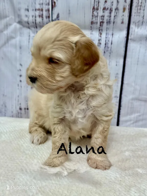Alana – Miniature Goldendoodle puppy for sale in Gilbert, AZ