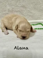 Alana, a female Miniature Goldendoodle for sale in Gilbert, AZ – Photo 2 of 5