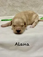 Alana, a female Miniature Goldendoodle for sale in Gilbert, AZ – Photo 1 of 5