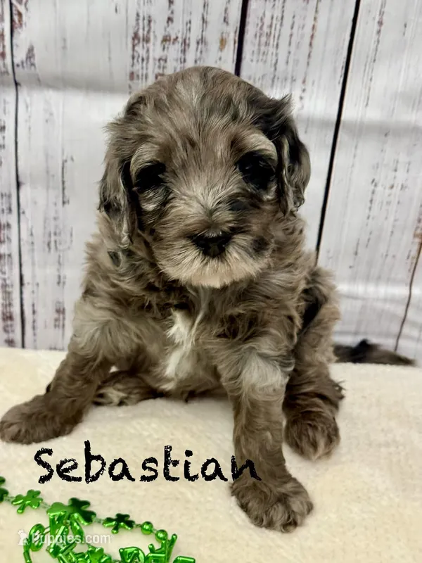Sebastian  – Miniature Goldendoodle puppy for sale in Gilbert, AZ