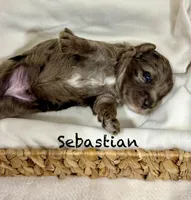 Sebastian , a female Miniature Goldendoodle for sale in Gilbert, AZ – Photo 4 of 5