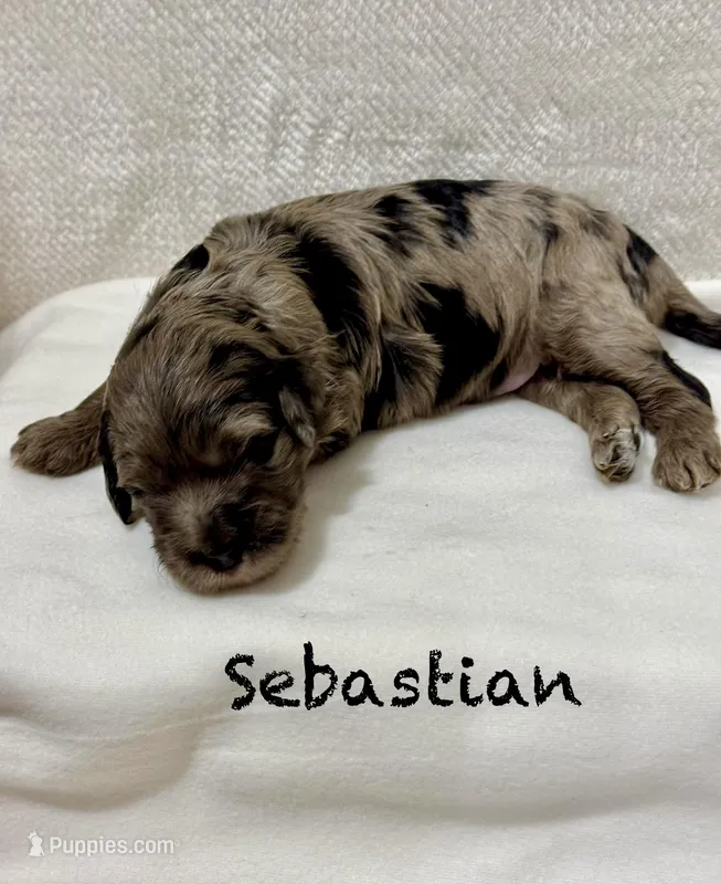 Sebastian 